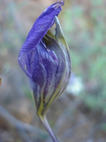 Sparaxis roxburghii too shy to open